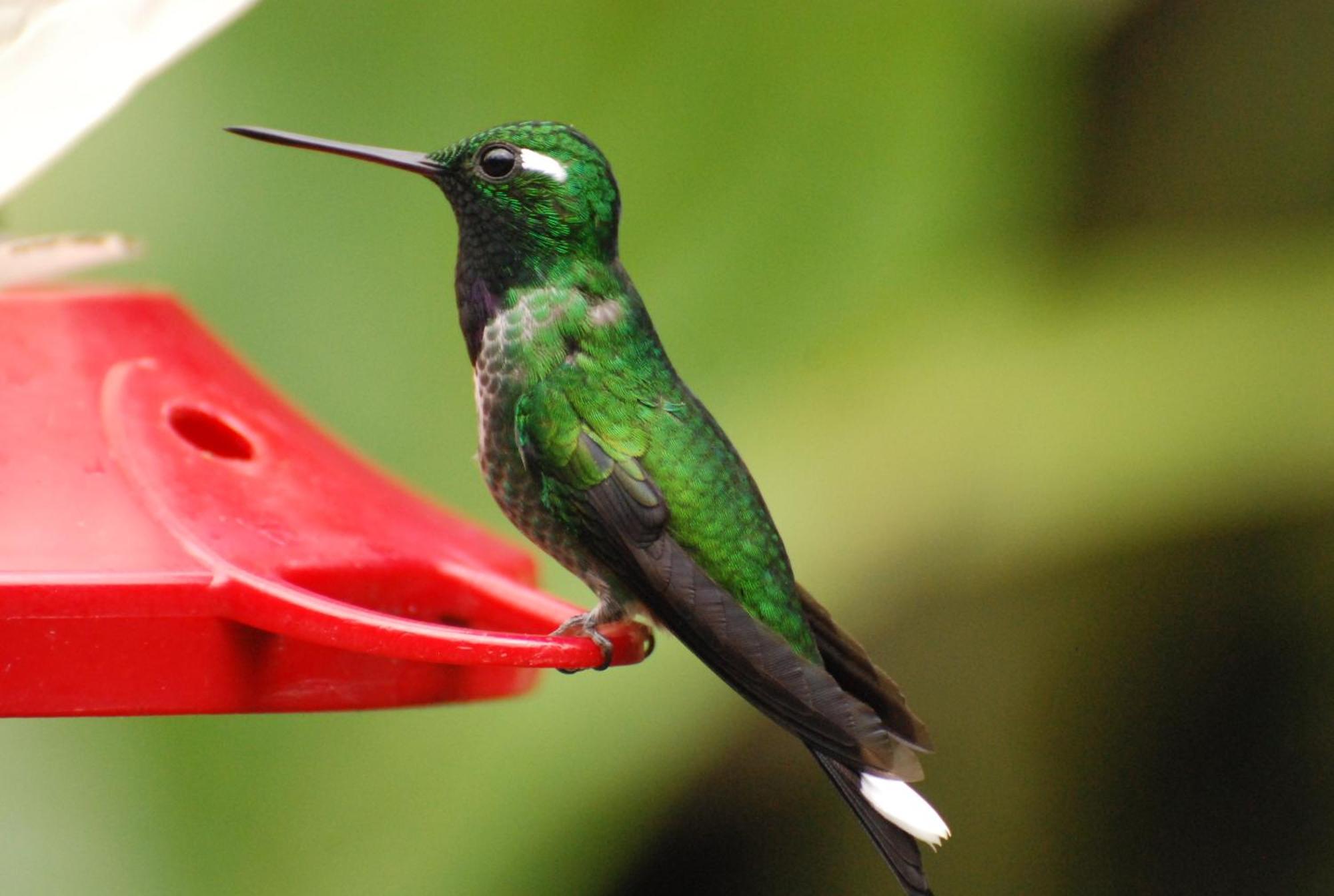 Bellavista Cloud Forest Lodge & Private Protected Area Tandayapa 외부 사진