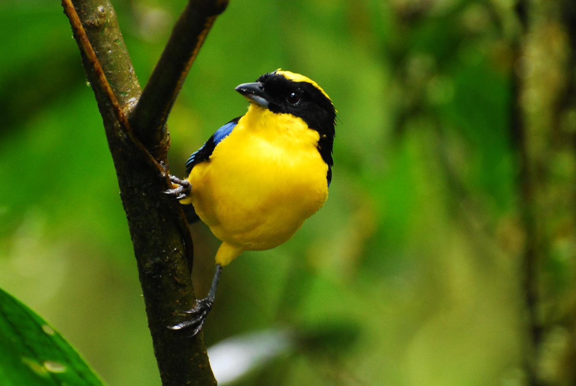 Bellavista Cloud Forest Lodge & Private Protected Area Tandayapa 외부 사진