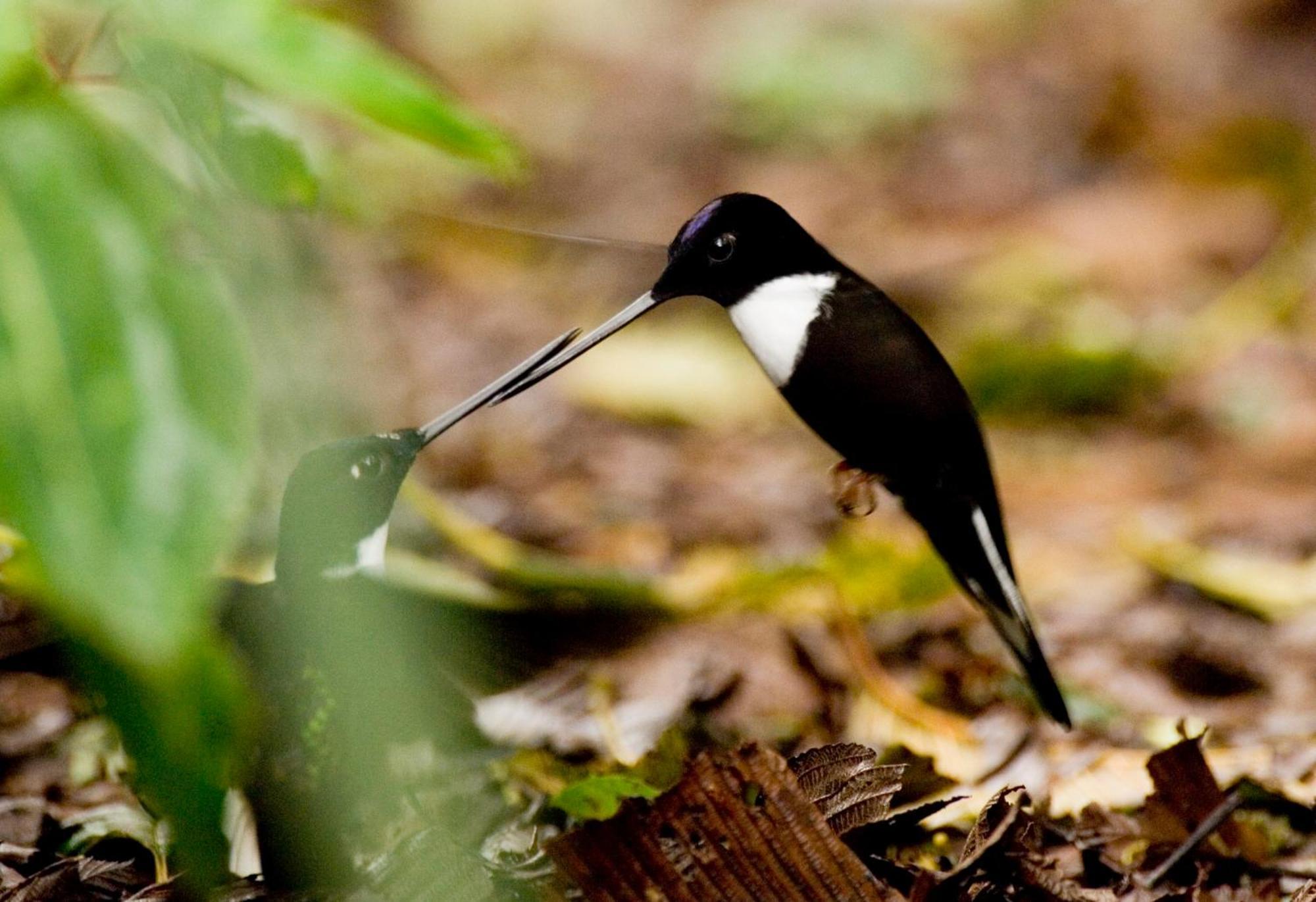 Bellavista Cloud Forest Lodge & Private Protected Area Tandayapa 외부 사진