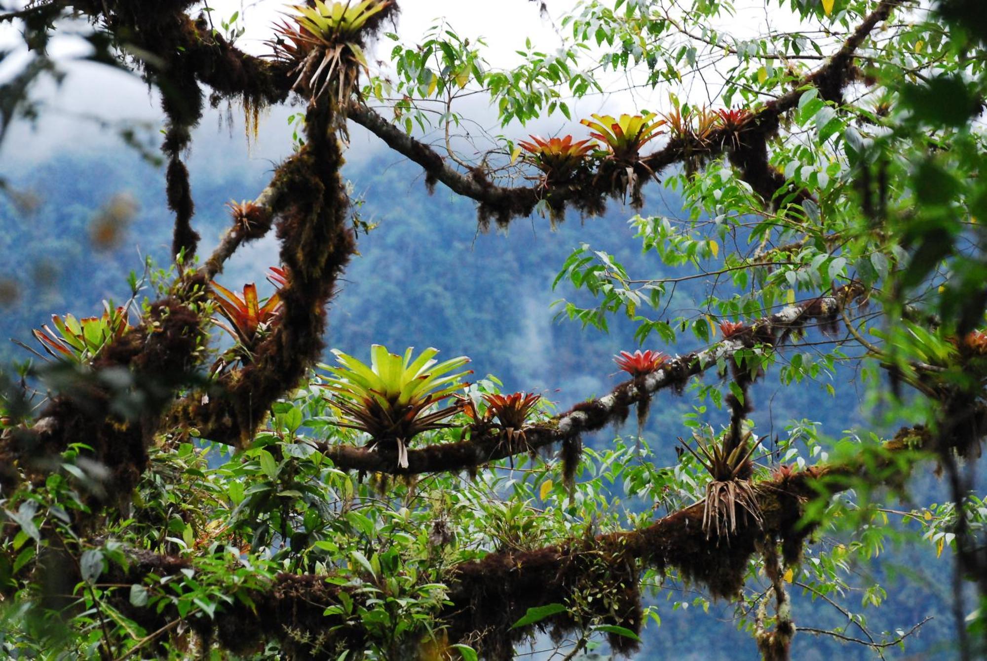 Bellavista Cloud Forest Lodge & Private Protected Area Tandayapa 외부 사진